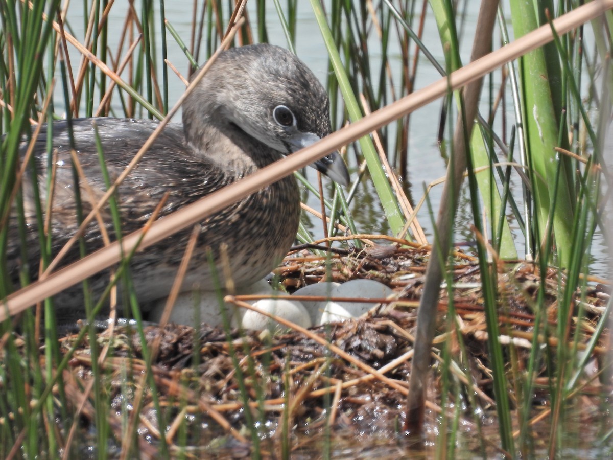 Pied-billed Grebe - Martha Cartwright