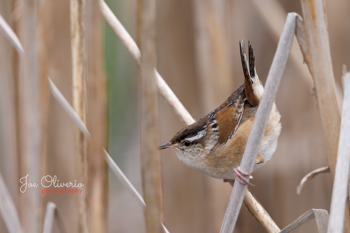Marsh Wren - Joe Oliverio