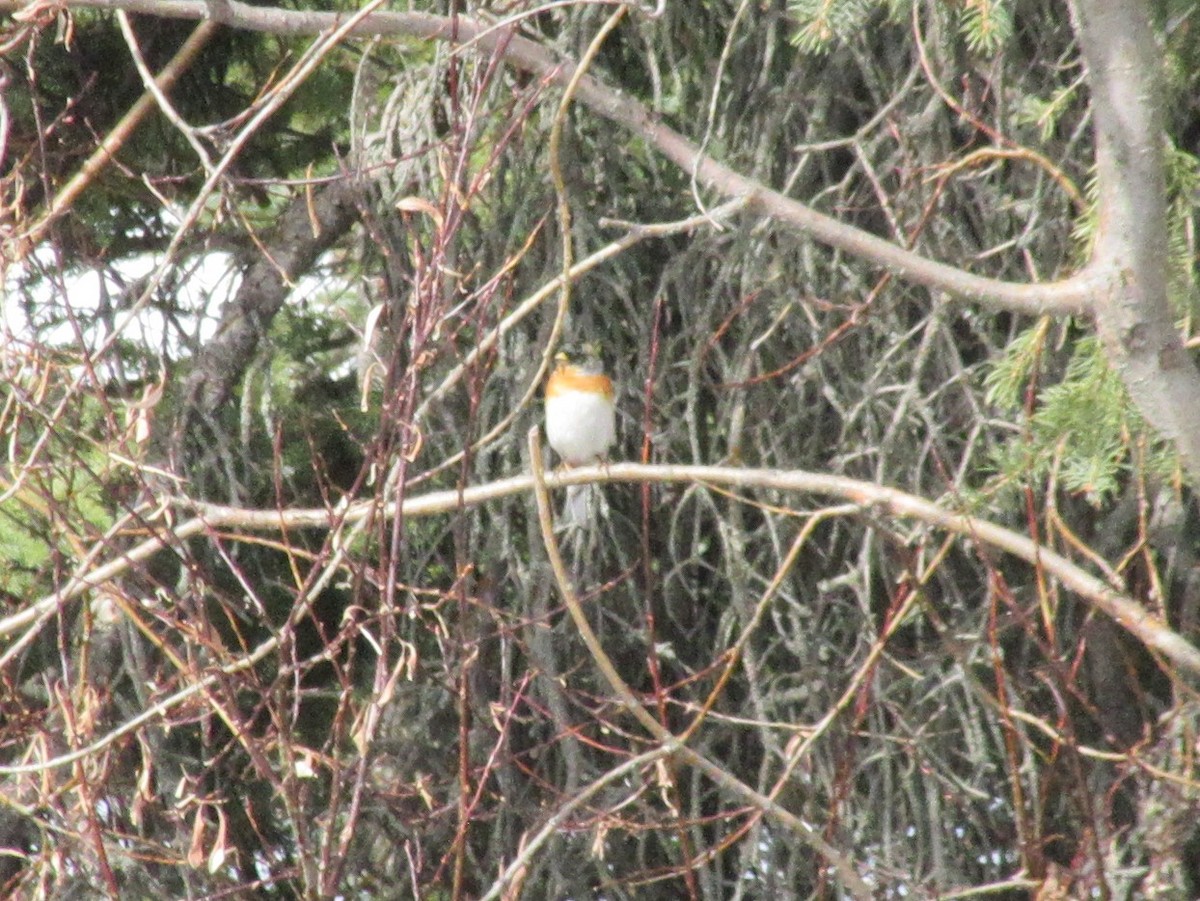 Brambling - ML562857201