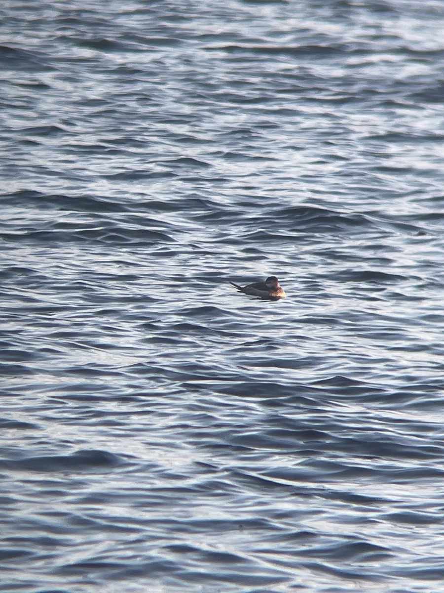 Ruddy Duck - ML562858201