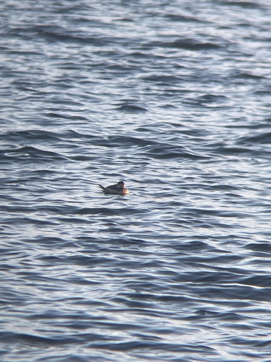 Ruddy Duck - ML562858211