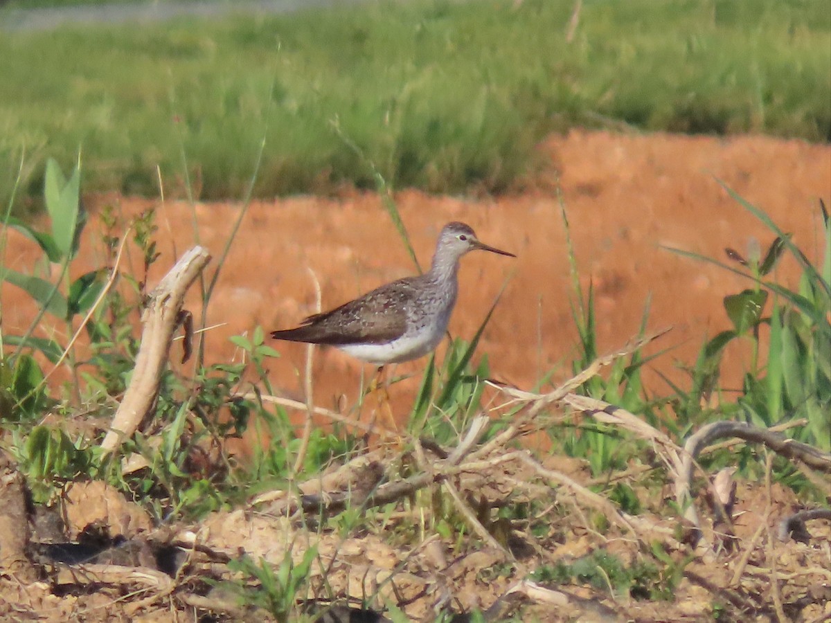 Lesser Yellowlegs - ML562860031