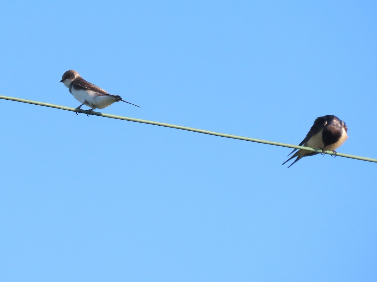 Bank Swallow - ML562860731