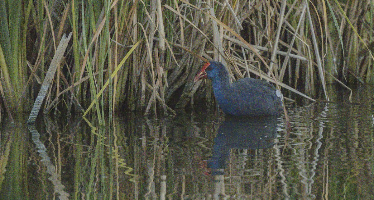 Western Swamphen - ML562860851