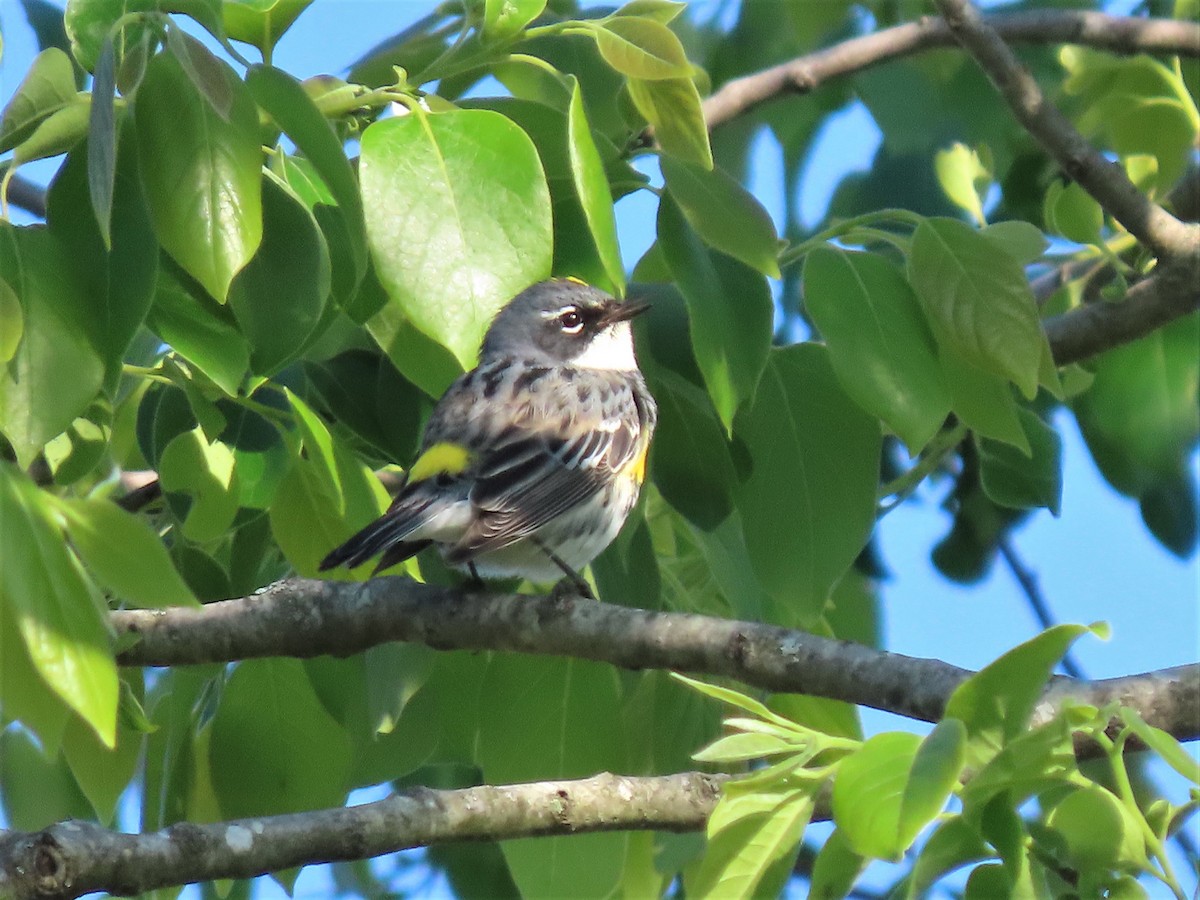 Yellow-rumped Warbler - ML562861201