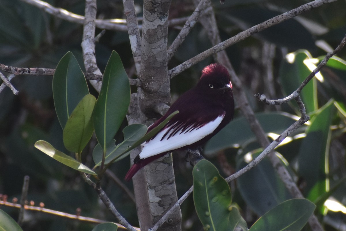 Cotinga Pompadour - ML562861431