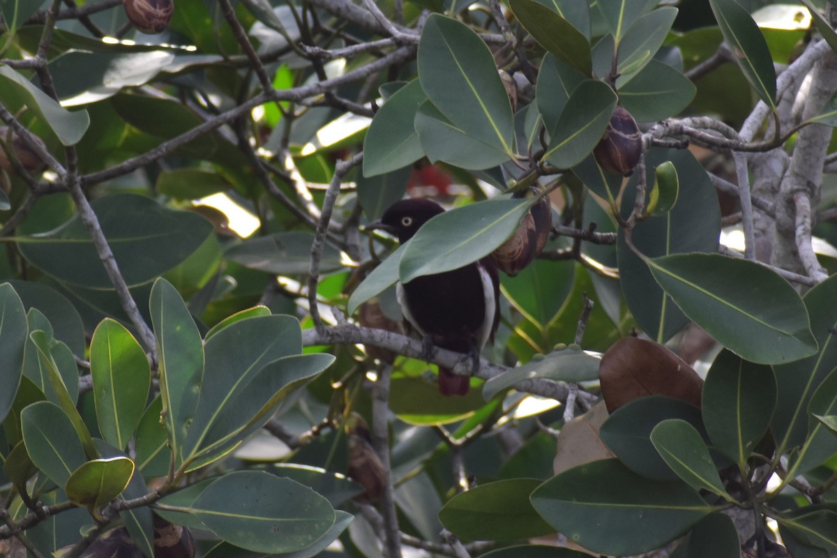 Cotinga Pompadour - ML562861441