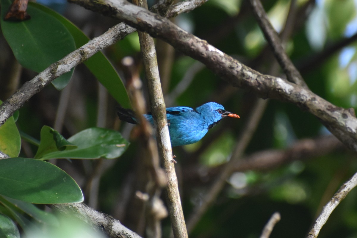 Blue Dacnis - ML562861591