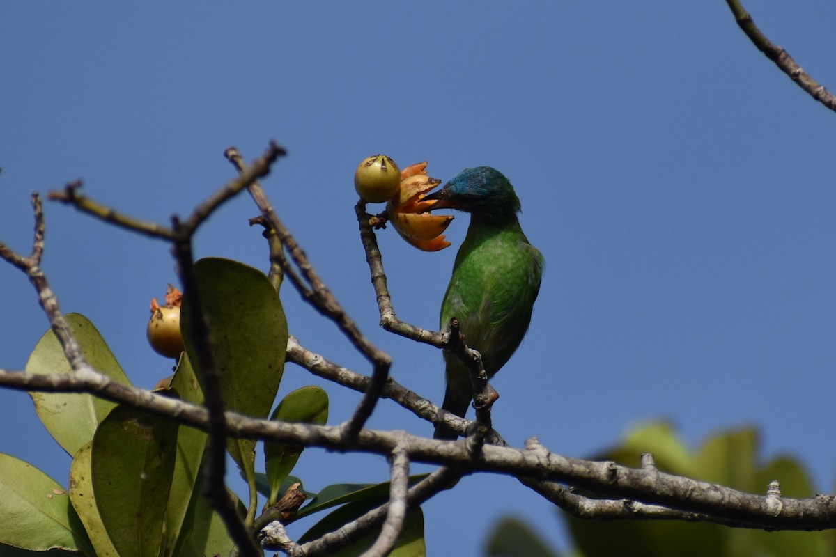 Blue Dacnis - ML562861641