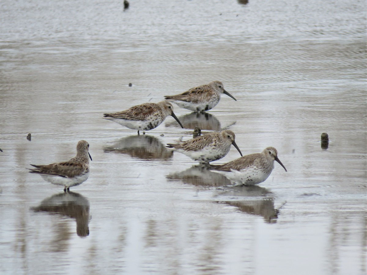 Dunlin - Cynthia Lamb