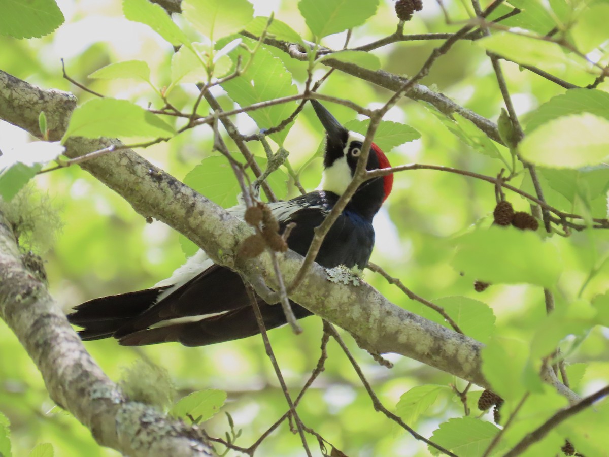 Acorn Woodpecker - Alane Gray