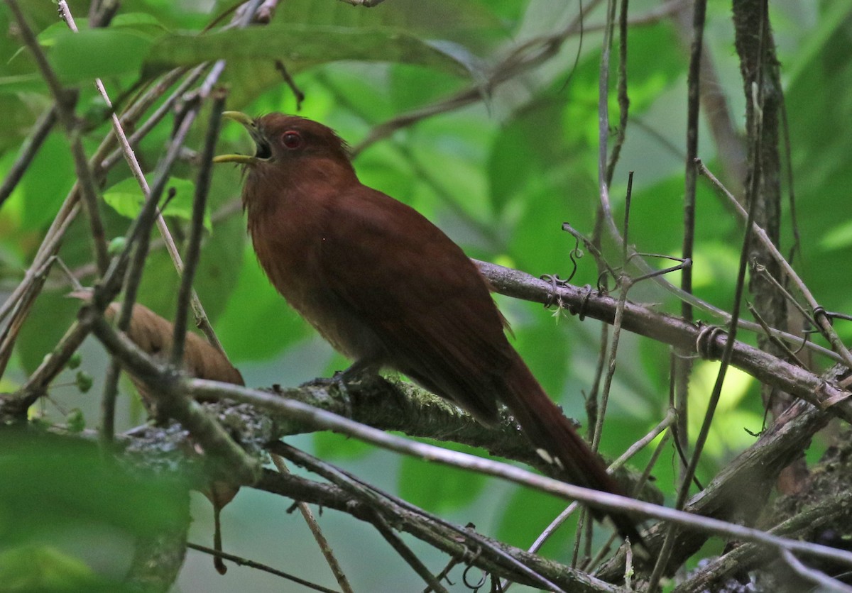 Little Cuckoo - ML562864371