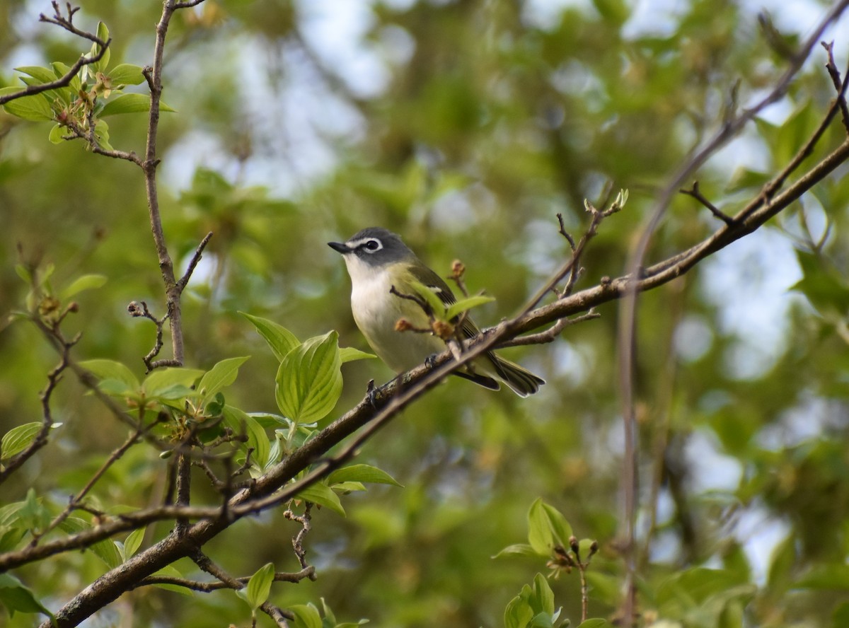 Mavi Başlı Vireo - ML562864621