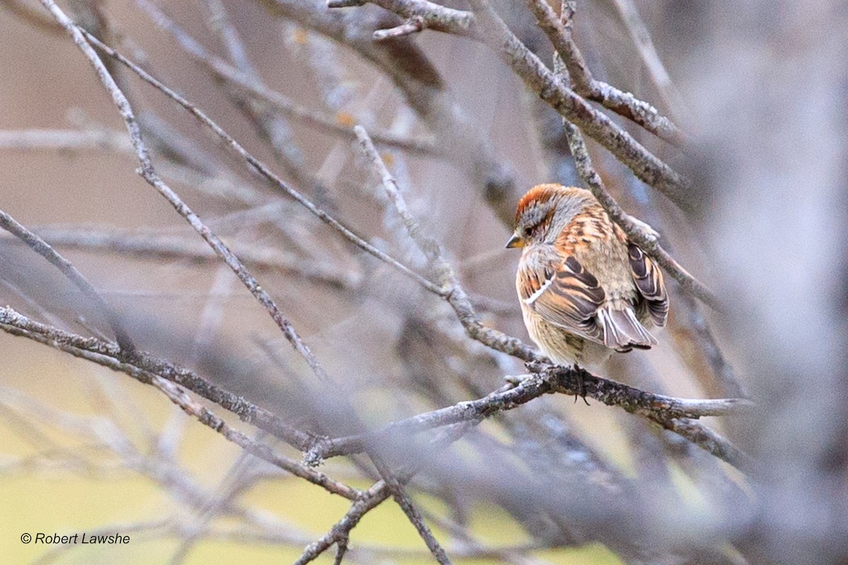 American Tree Sparrow - ML562865531