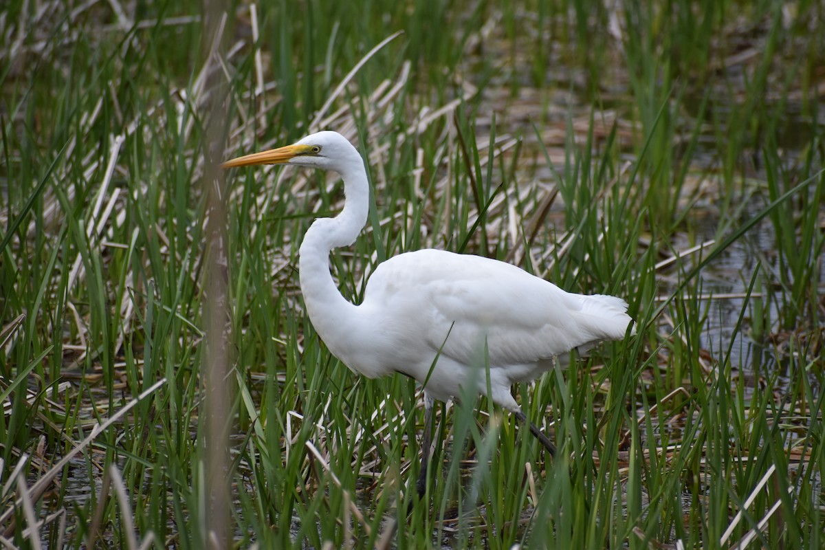 Great Egret - ML562865761