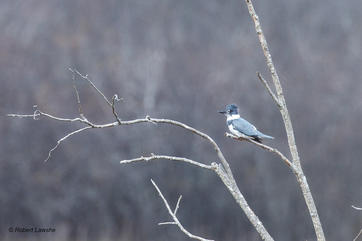 Belted Kingfisher - ML562865821