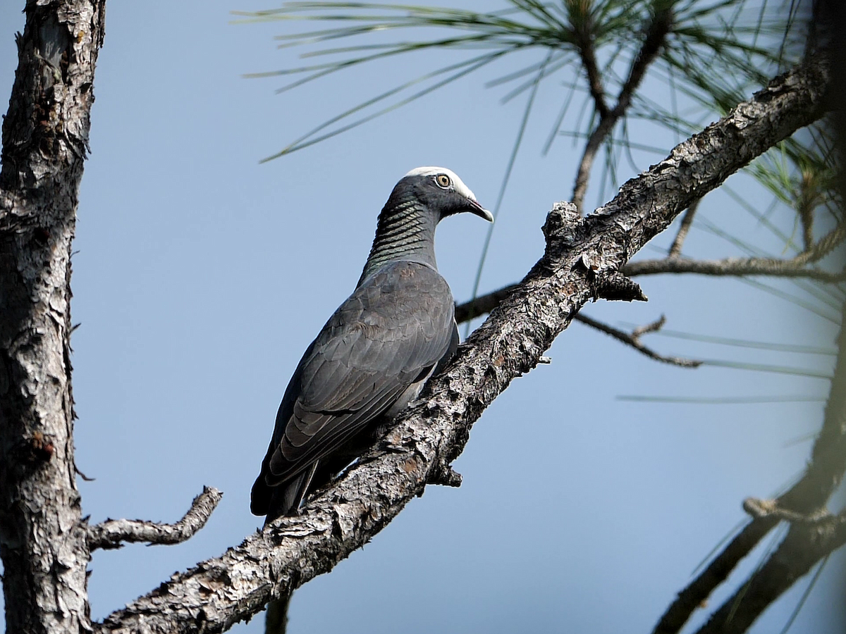 White-crowned Pigeon - ML562866121