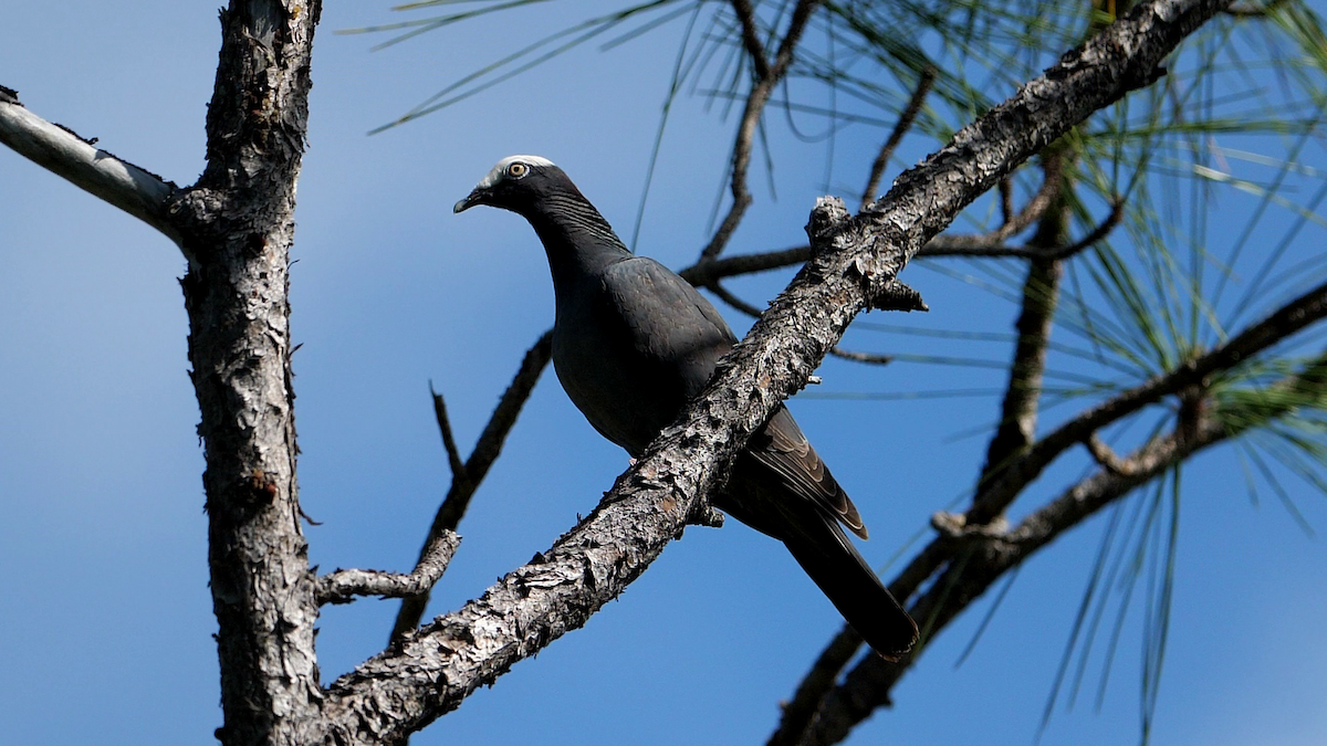 White-crowned Pigeon - ML562866131