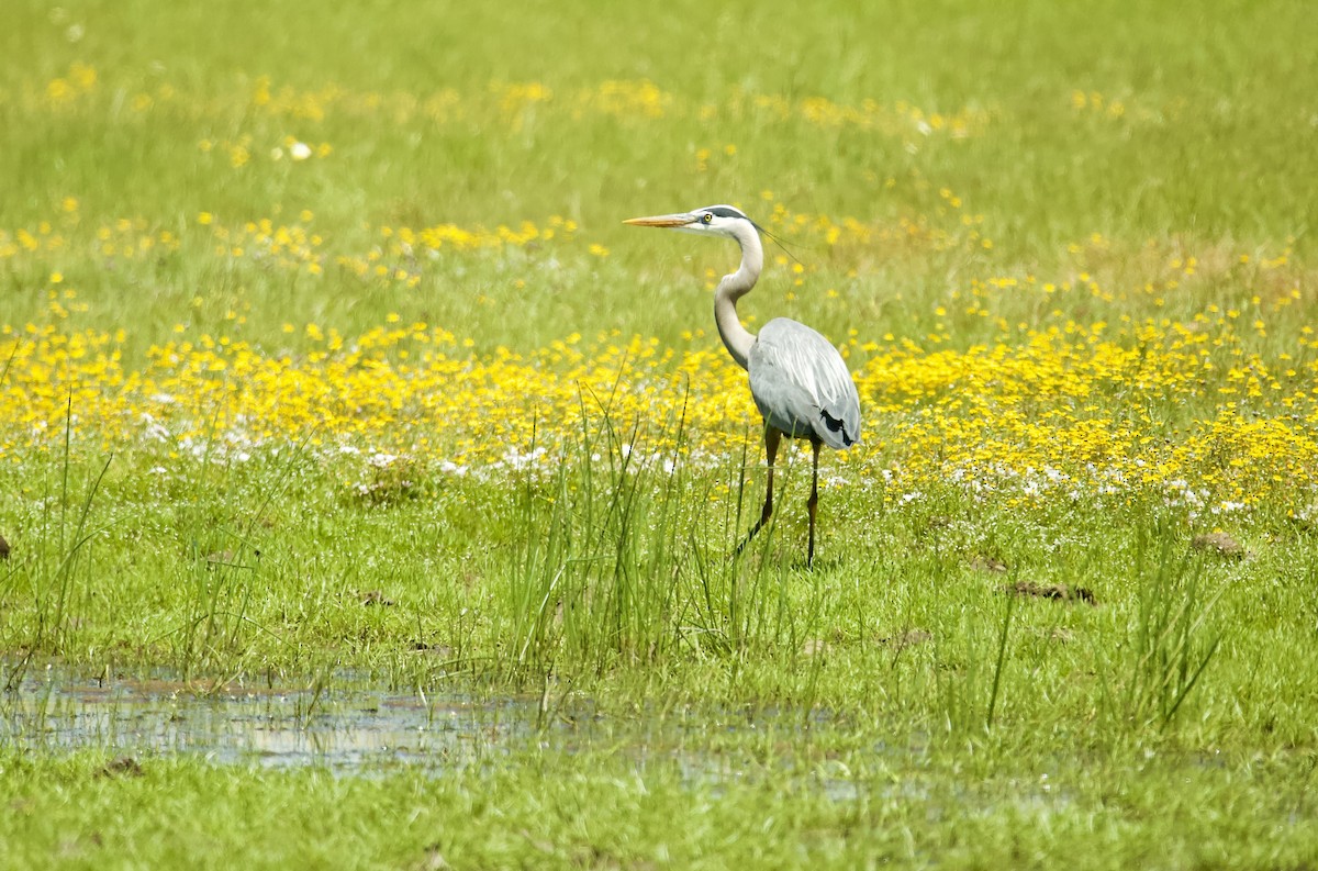 Great Blue Heron - ML562866281