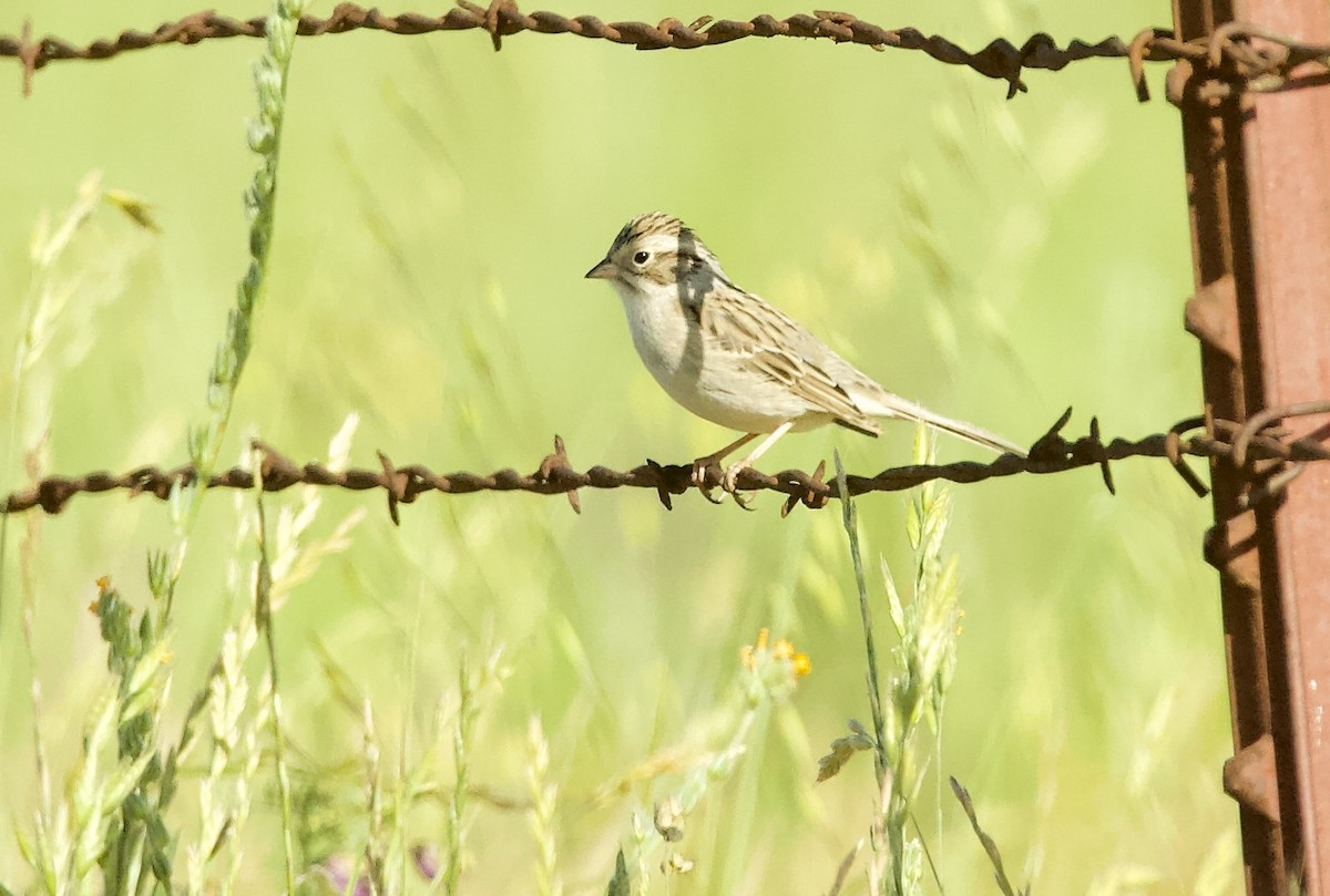 Brewer's Sparrow - kasey foley