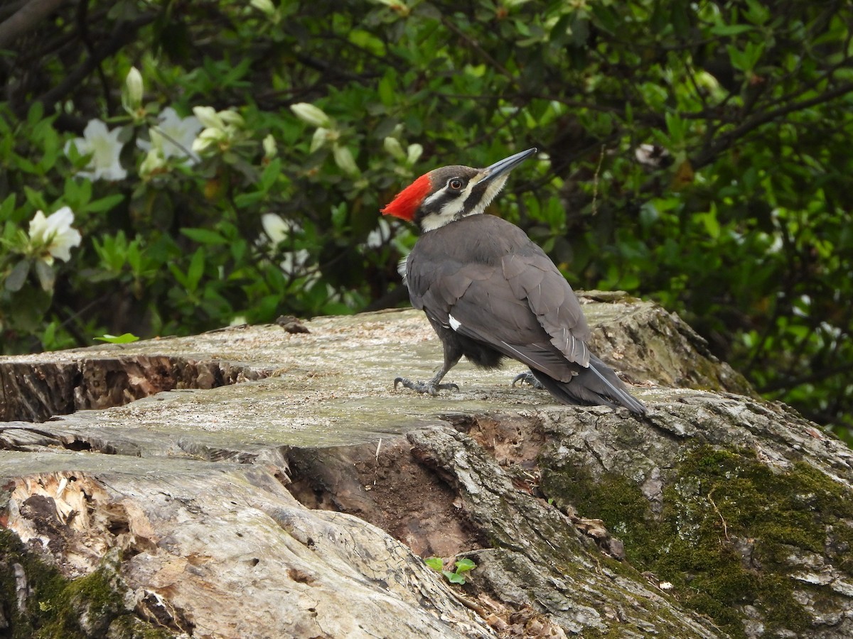 Pileated Woodpecker - ML562866481