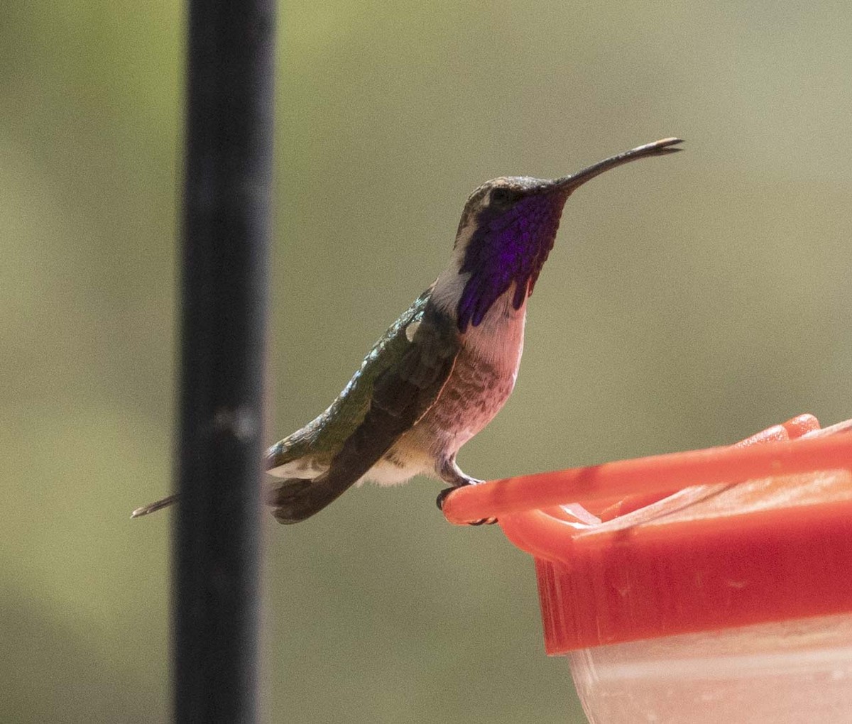 Lucifer Hummingbird - ML562868981