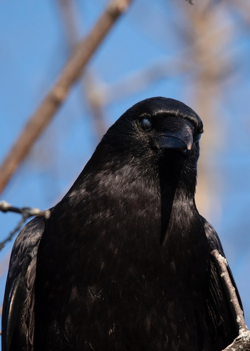 American Crow - ML562869001