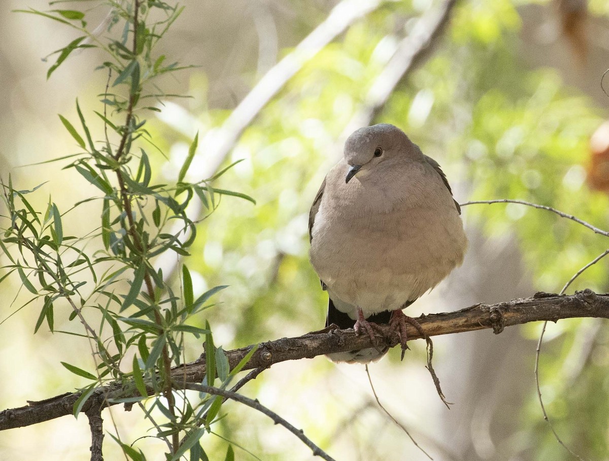 White-tipped Dove - Andy Moore