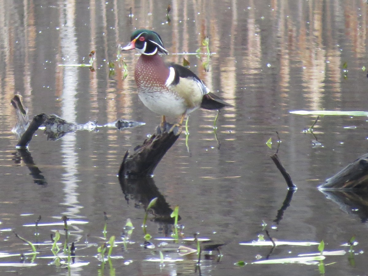 Wood Duck - ML562870371