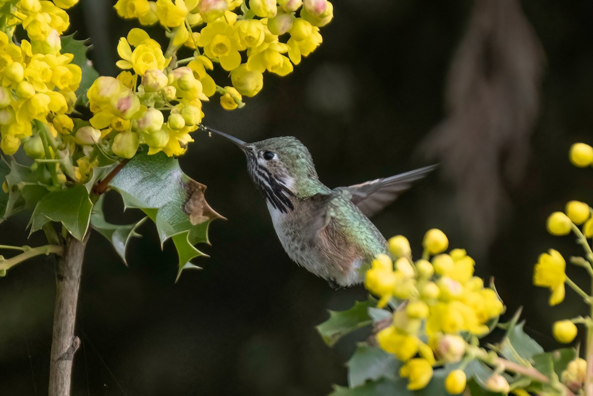 Calliope Hummingbird - ML562870921