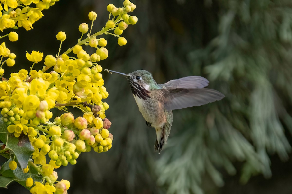 Calliope Hummingbird - ML562870931