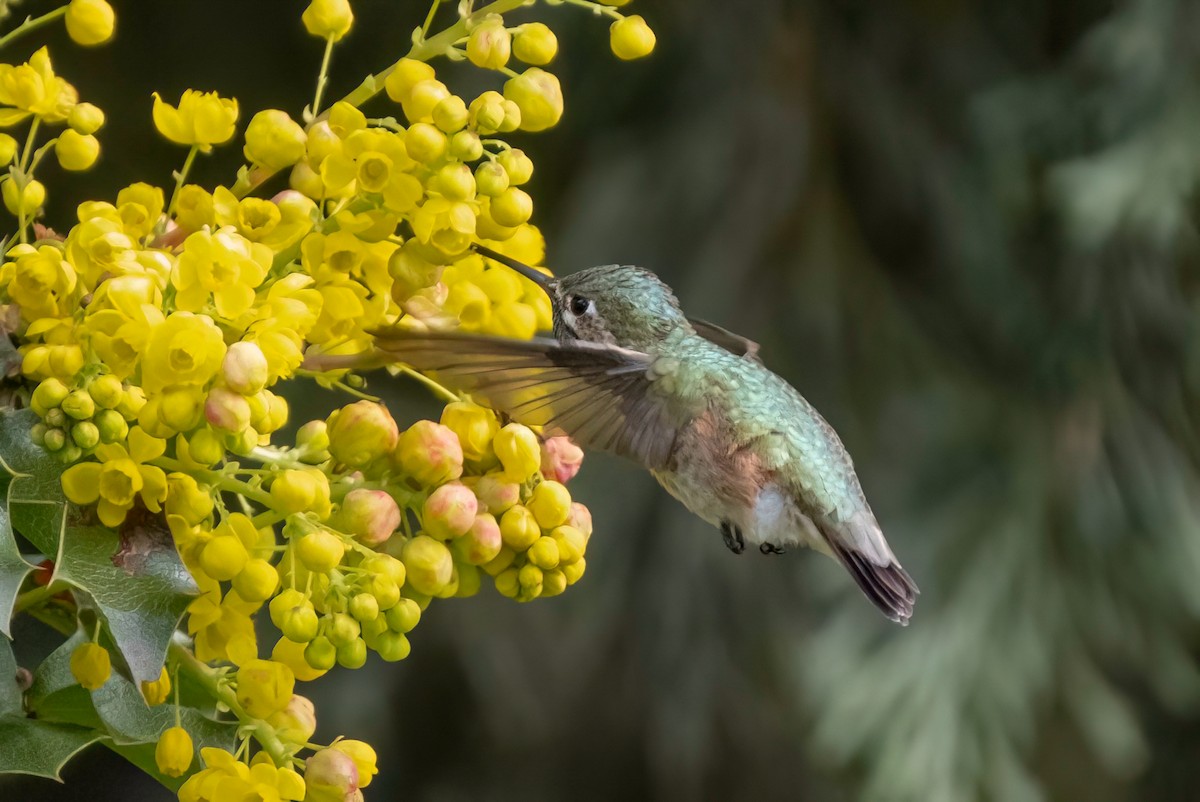 Calliope Hummingbird - ML562870941