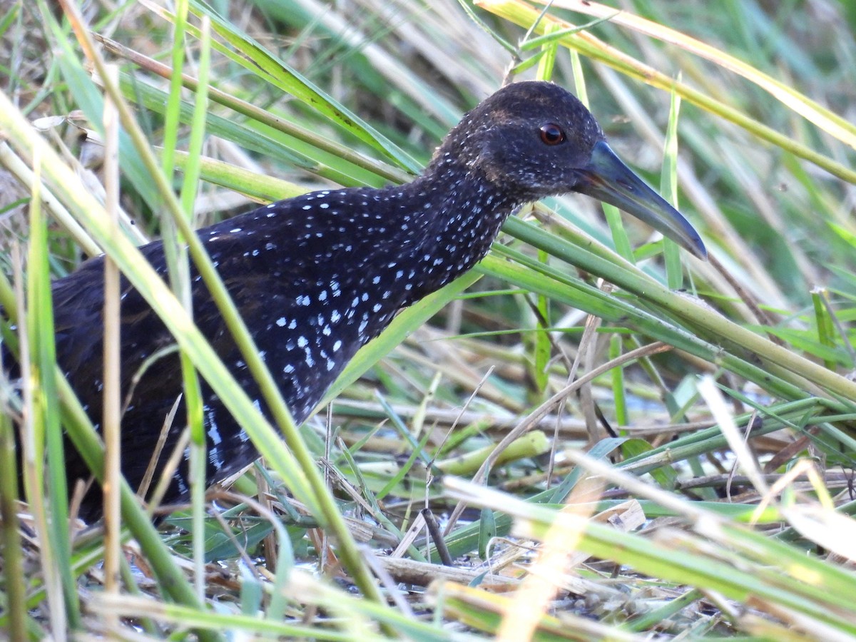Spotted Rail - ML562872451
