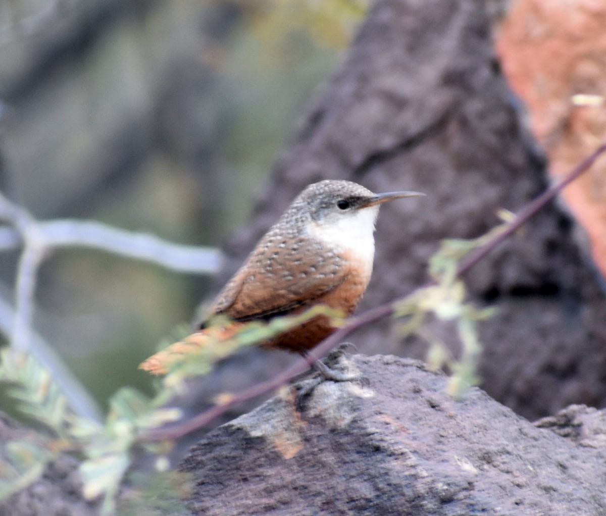 Canyon Wren - ML562873131