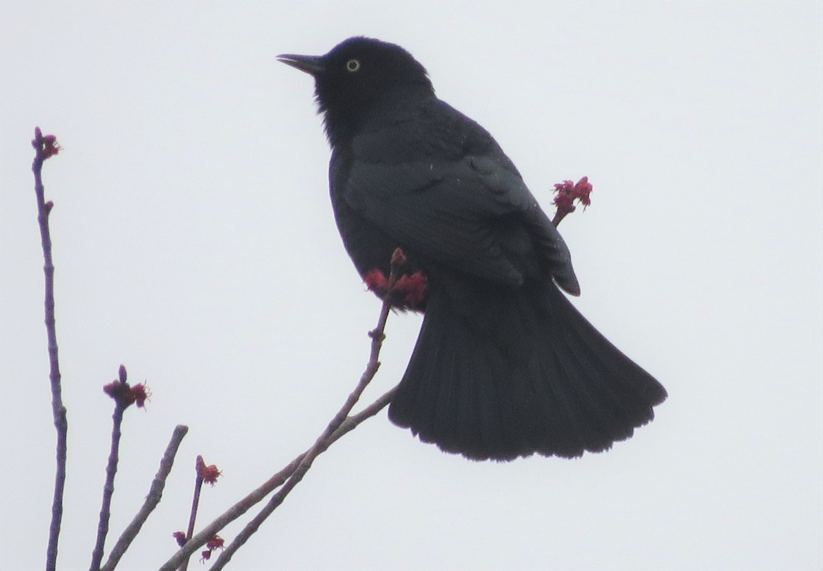 Rusty Blackbird - ML562874431