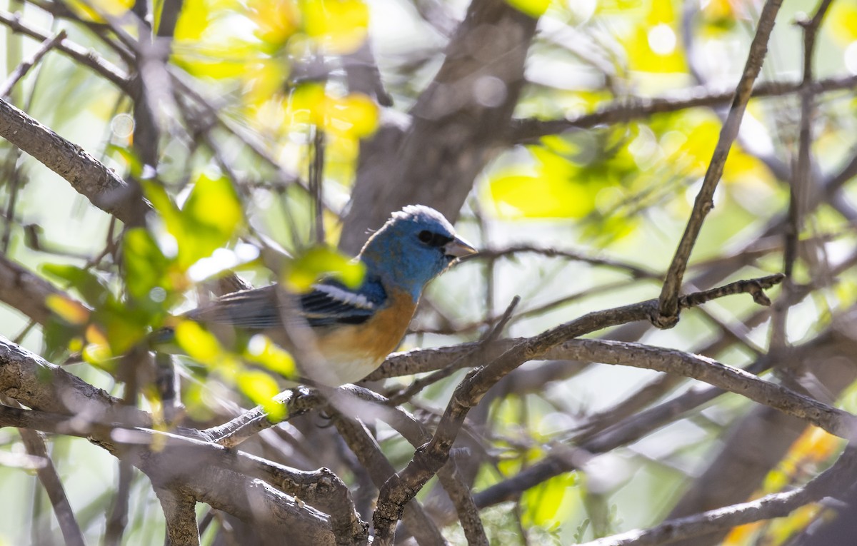 Lazuli Bunting - ML562874551