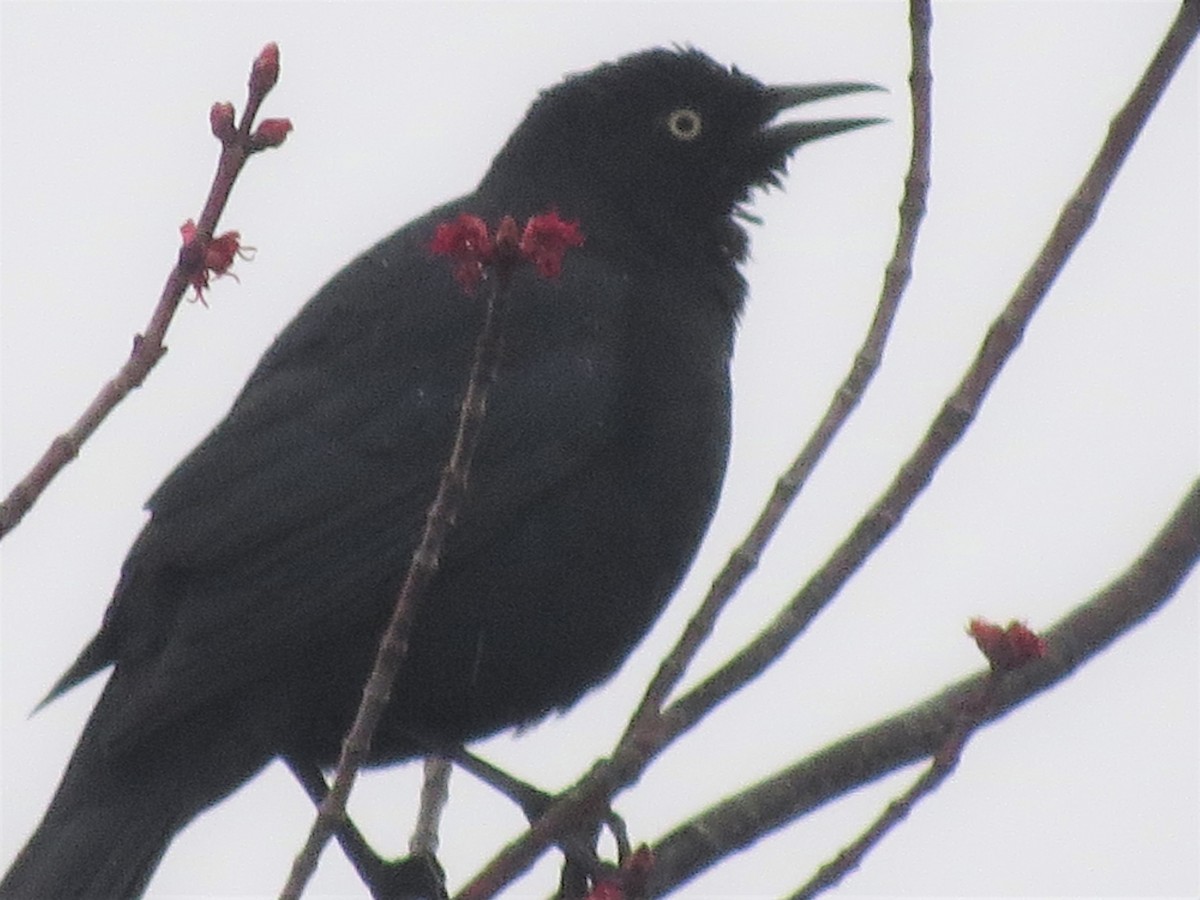 Rusty Blackbird - ML562874911