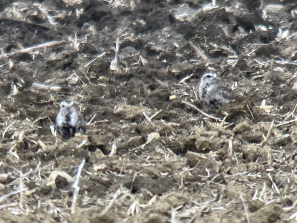 American Golden-Plover - ML562875301