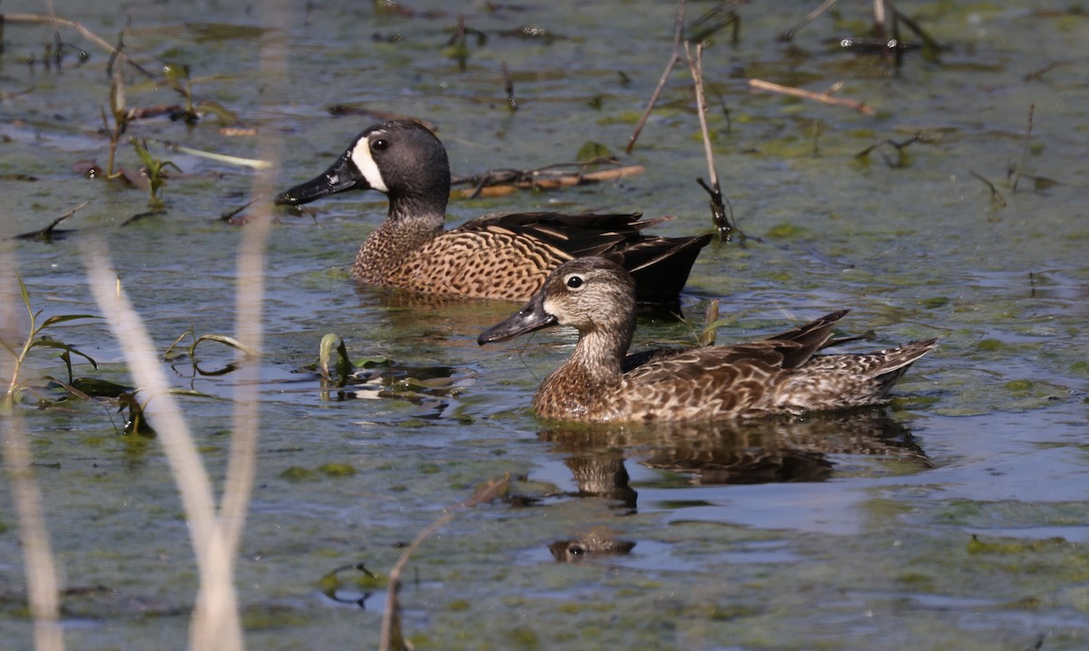 Blue-winged Teal - ML562875481