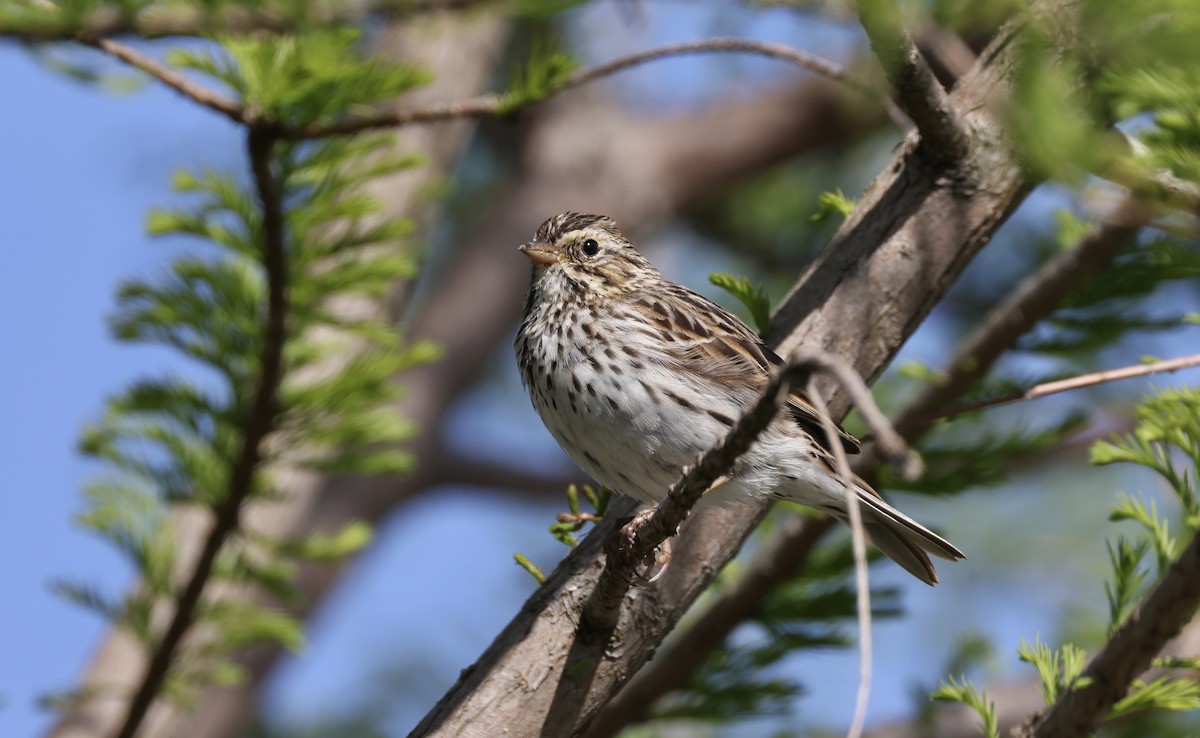 Savannah Sparrow - ML562875601