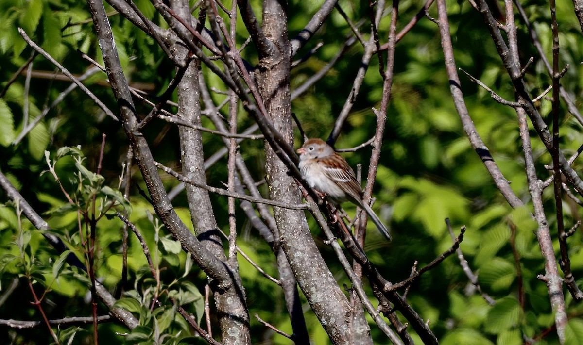 Field Sparrow - ML562876201