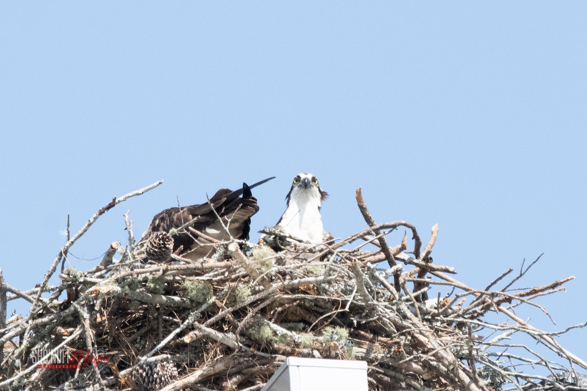 Osprey - ML562877041