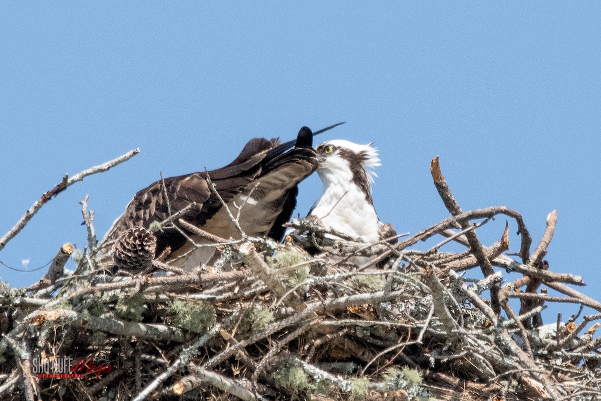 Osprey - ML562877051