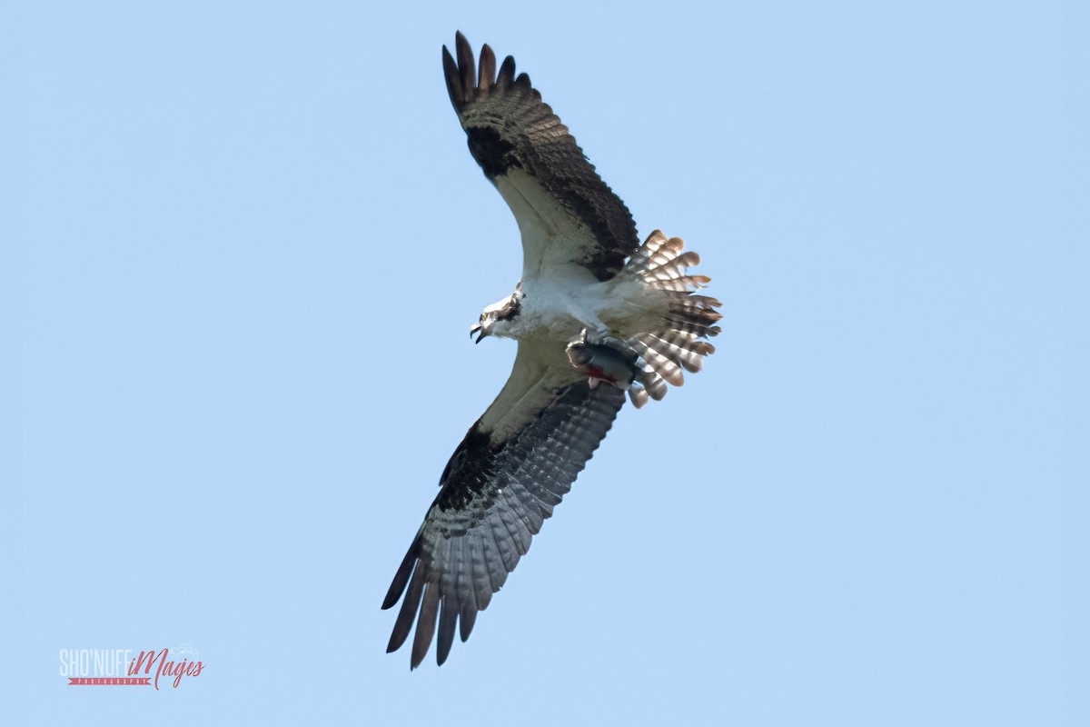 Águila Pescadora - ML562877441