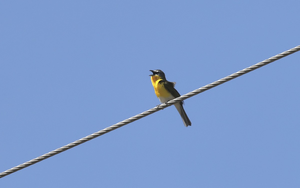 Yellow-breasted Chat - Anne Bielamowicz