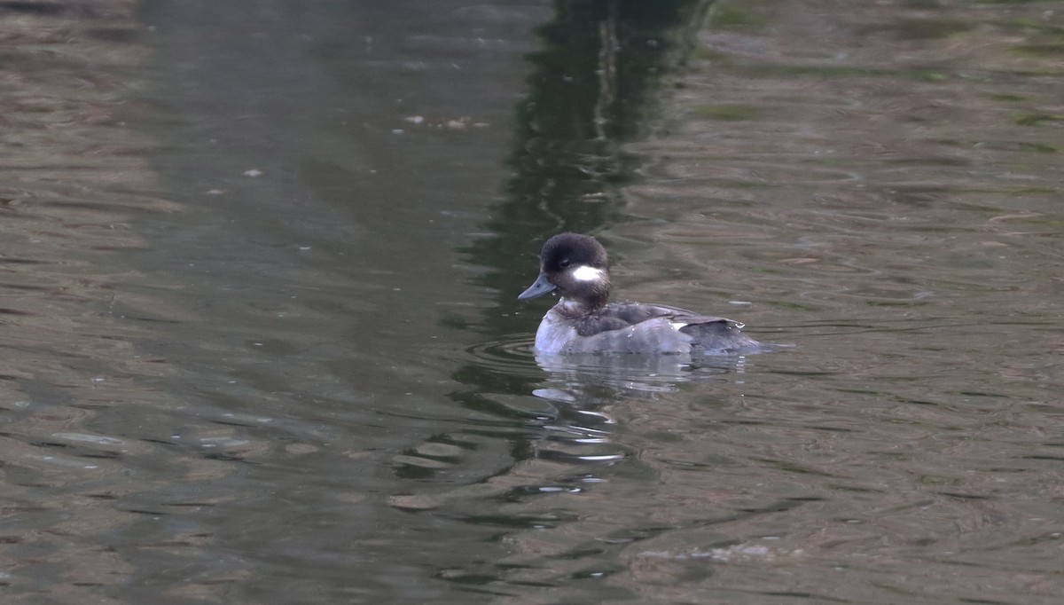 Bufflehead - Stefan Mutchnick