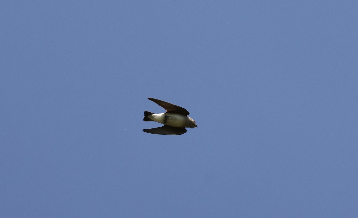 Northern Rough-winged Swallow - ML562880551