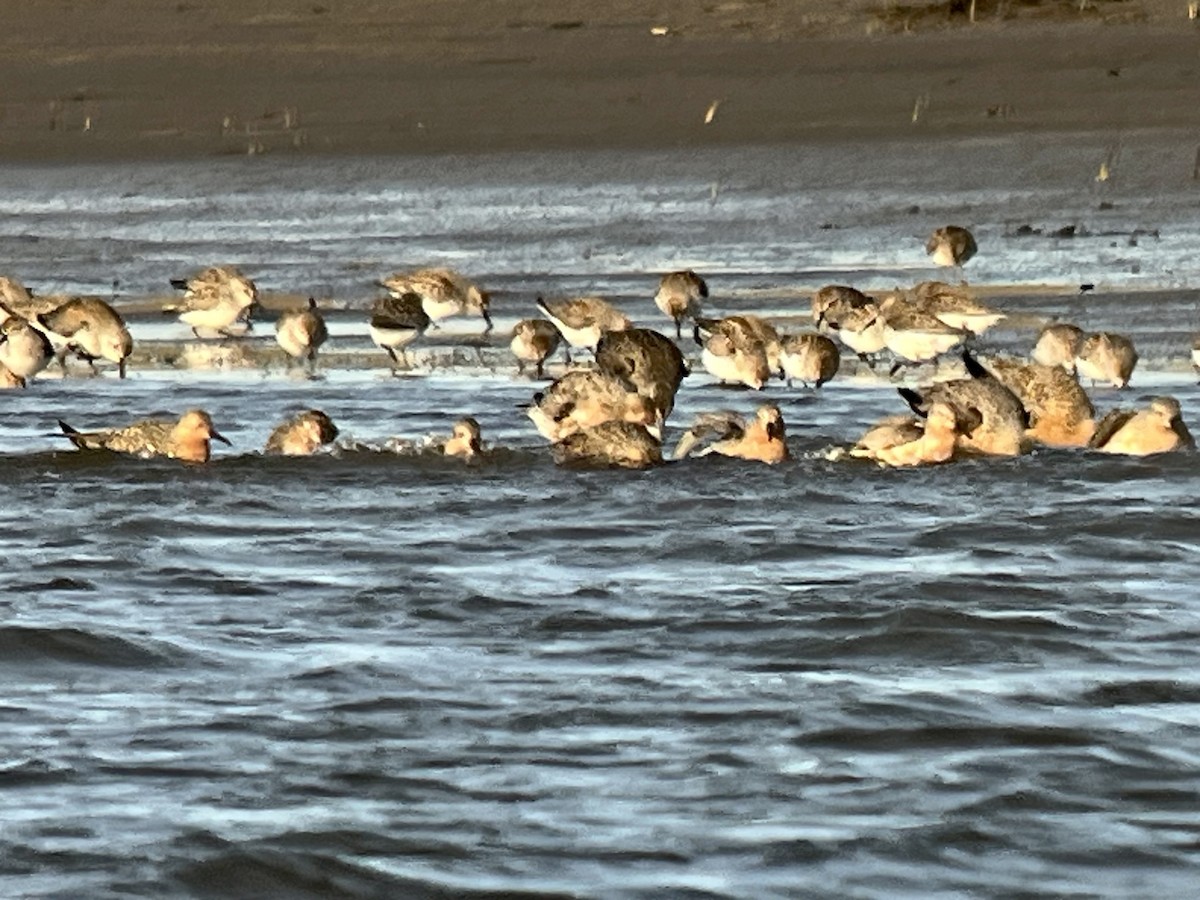 Red Knot - ML562883461