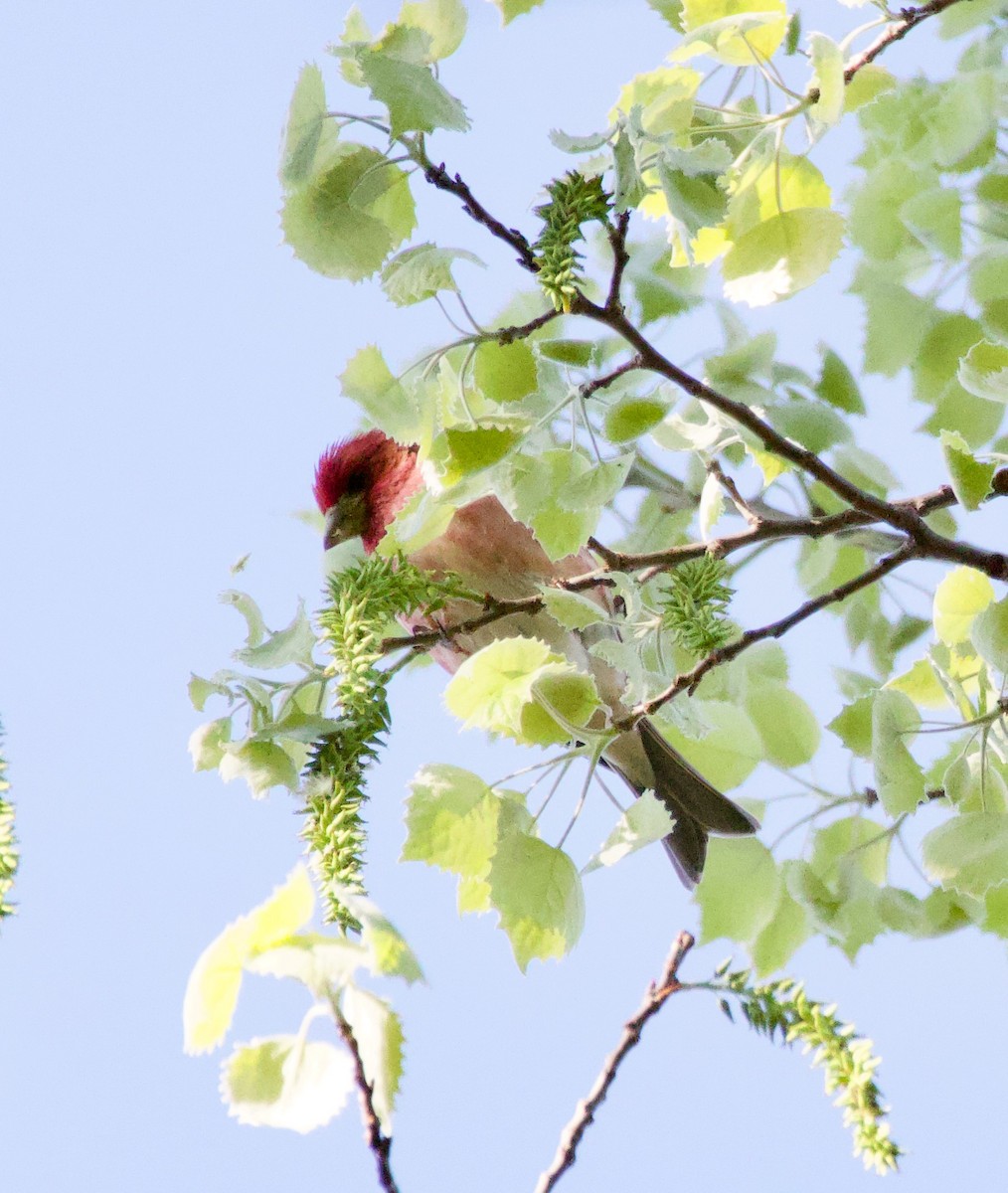 Purple Finch - ML562883631