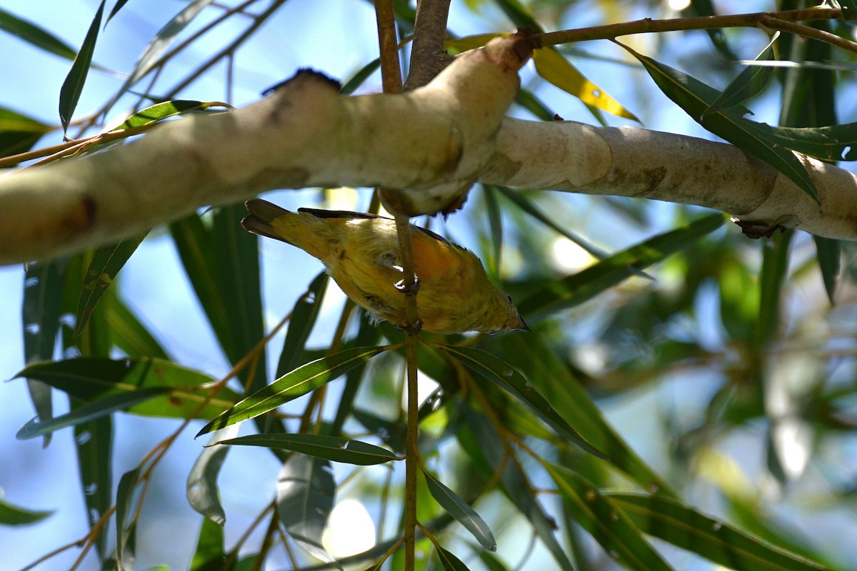 Golden-rumped Euphonia - ML562885421